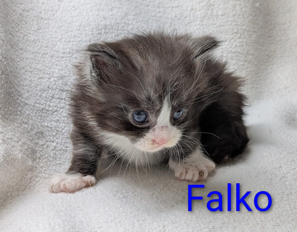 Falko1