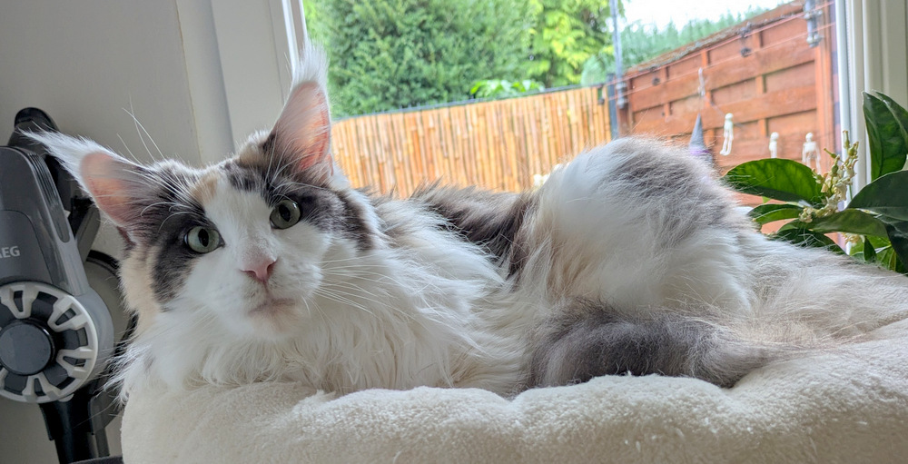 PXL 20251028 100659071.MP