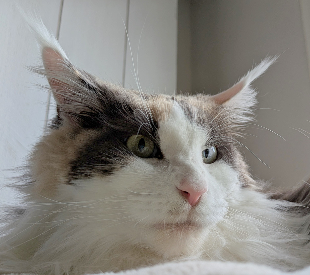 PXL 20251028 100824611.MP