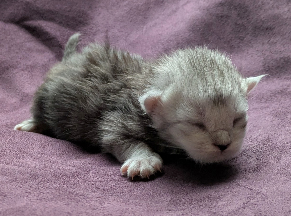 PXL 20251203 122948096.MP