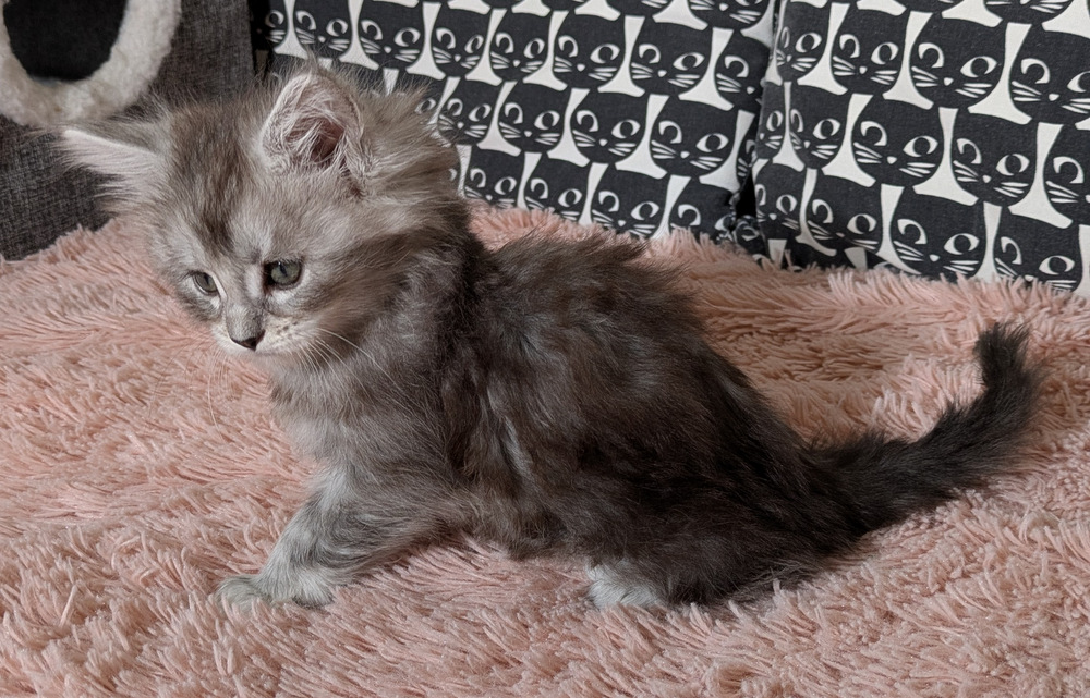 PXL 20260109 121259075.MP