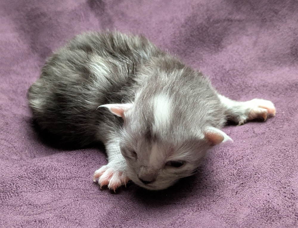 PXL 20251203 123216237.MP