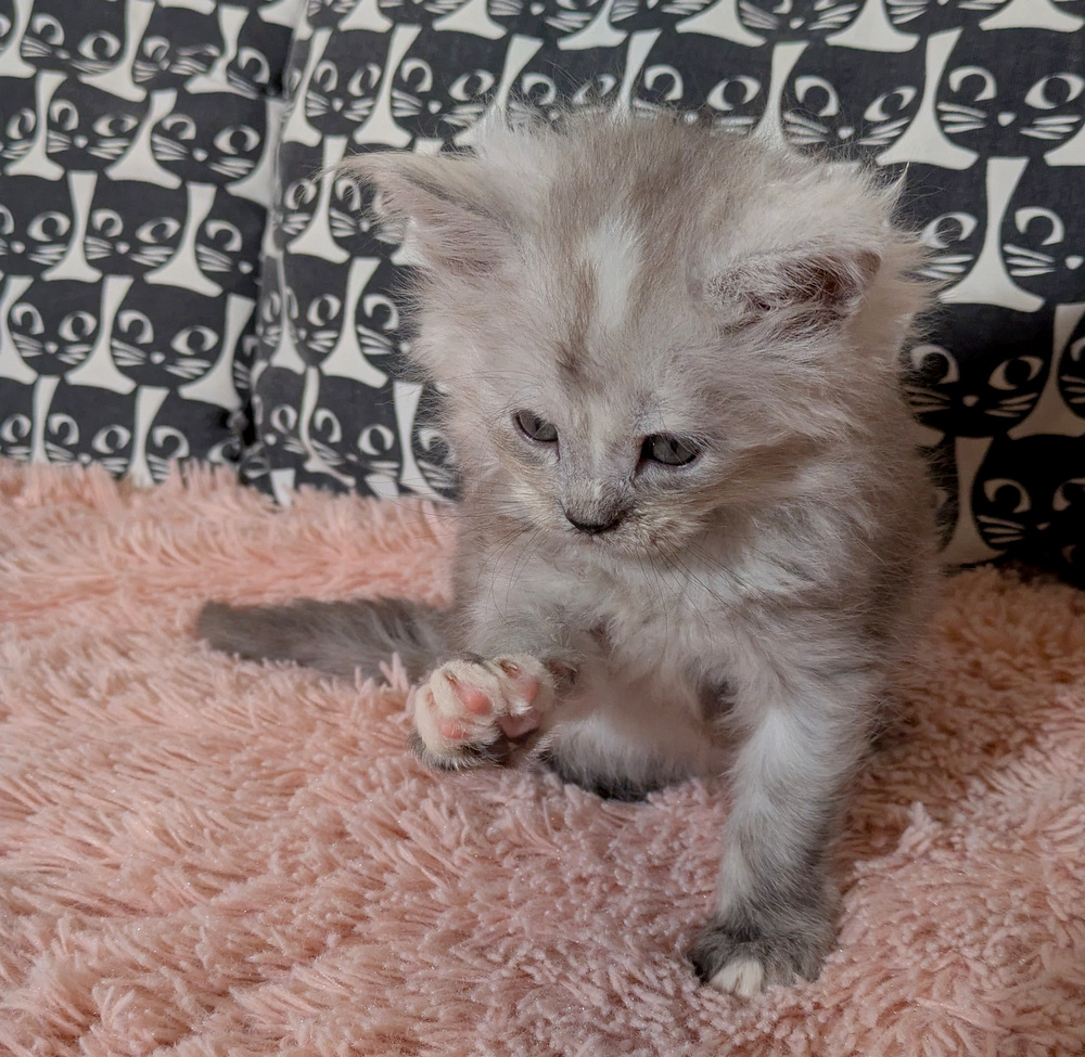 PXL 20260109 120020798.MP