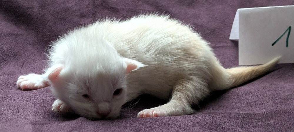 PXL 20251203 121957564