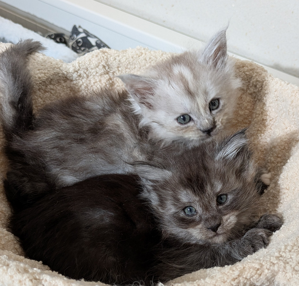 PXL 20260109 121613042.MP