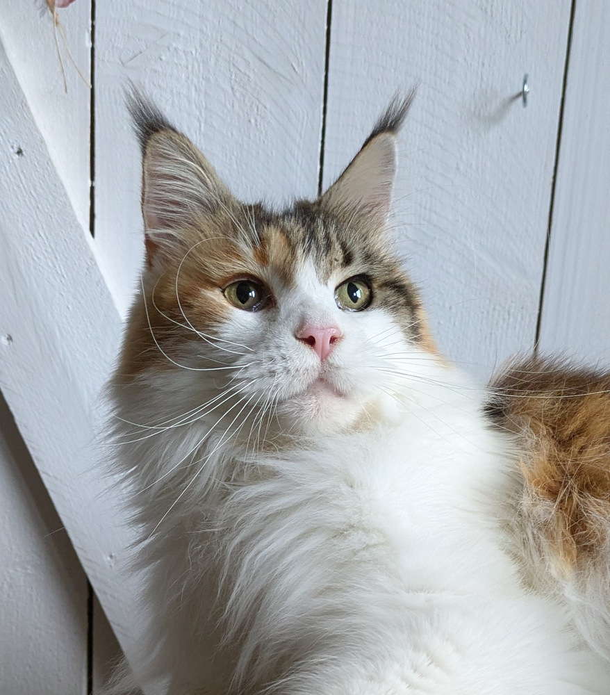 PXL 20251027 120614259