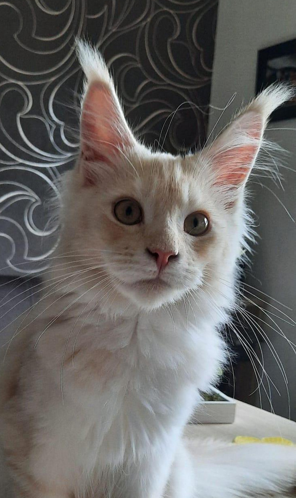 hugohapi