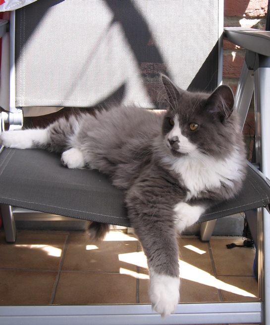 Bino5.5.13bild4.545