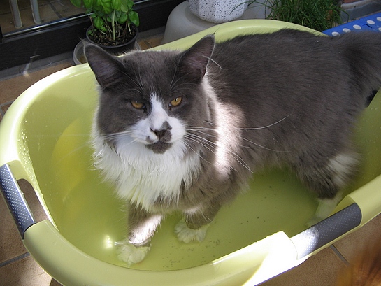 Bino8.8.13Bild1